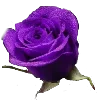🌹