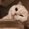 🥺