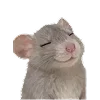 🐀