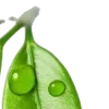 💚