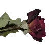 🌹