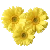 🌼