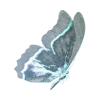 🦋