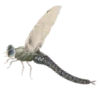 🐛