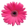 🌺
