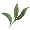 🌿