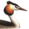 🐧