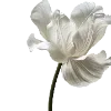 🌷