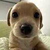 🐶