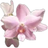 🌸