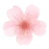 🌸