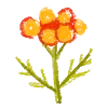🌷