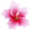 🌸