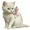 🐱