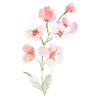 🌷