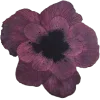 🌺