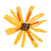 🌼