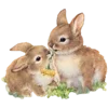 🐇