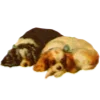 🐶