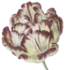 🌷