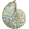 🐚