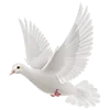 🕊