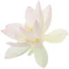 🌸