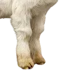 🐑