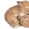 🐰