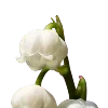 🌼