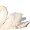 🦢