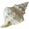 🐚