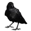 🐦‍⬛