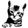 🐱