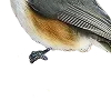 🕊️