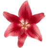 🌺