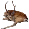 🦌
