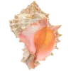 🐚
