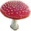 🍎