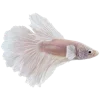 🐠