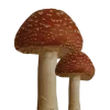 🍄
