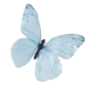 🦋