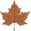 🍁
