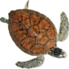 🐢