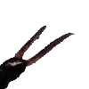 🪳