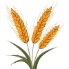🌾