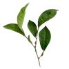 🌱