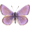 🦋