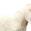 🐑