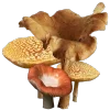 🍄